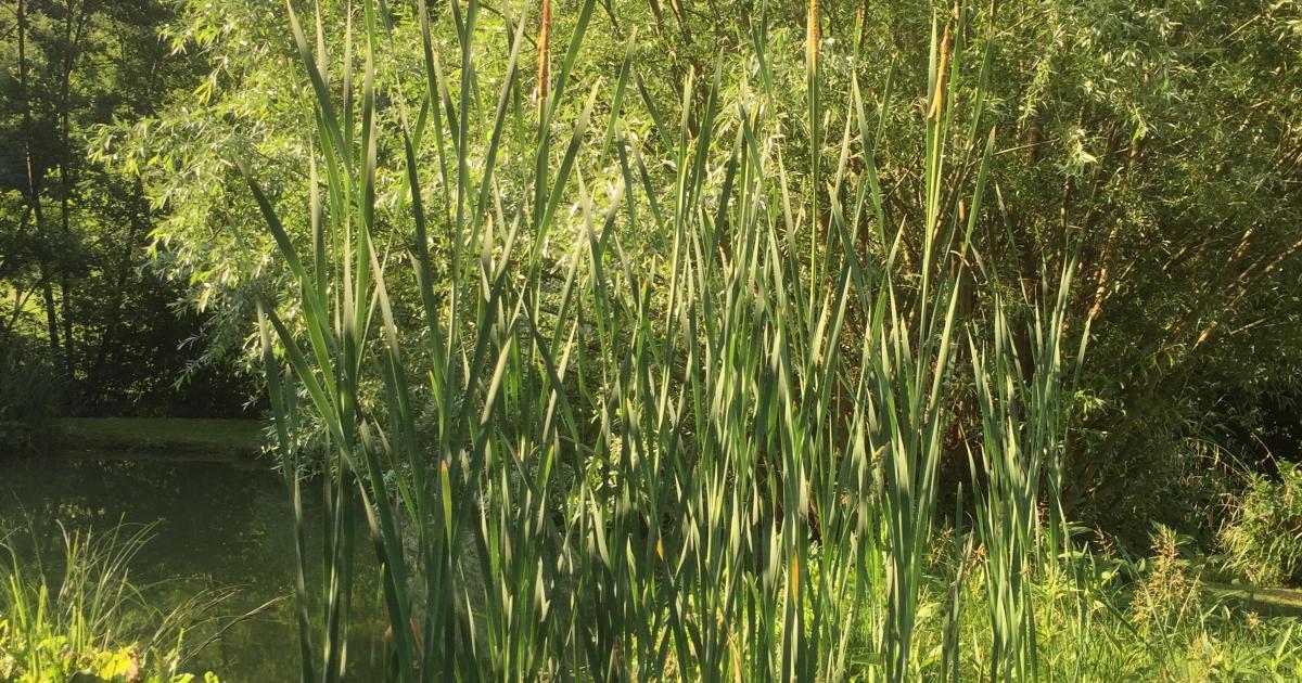 Le jardin du 5 Octobre - la poule d'eau