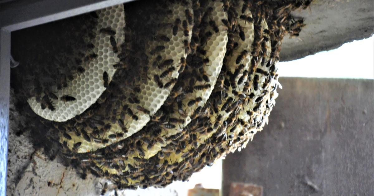 Les abeilles se souviennent de Joseph Benet