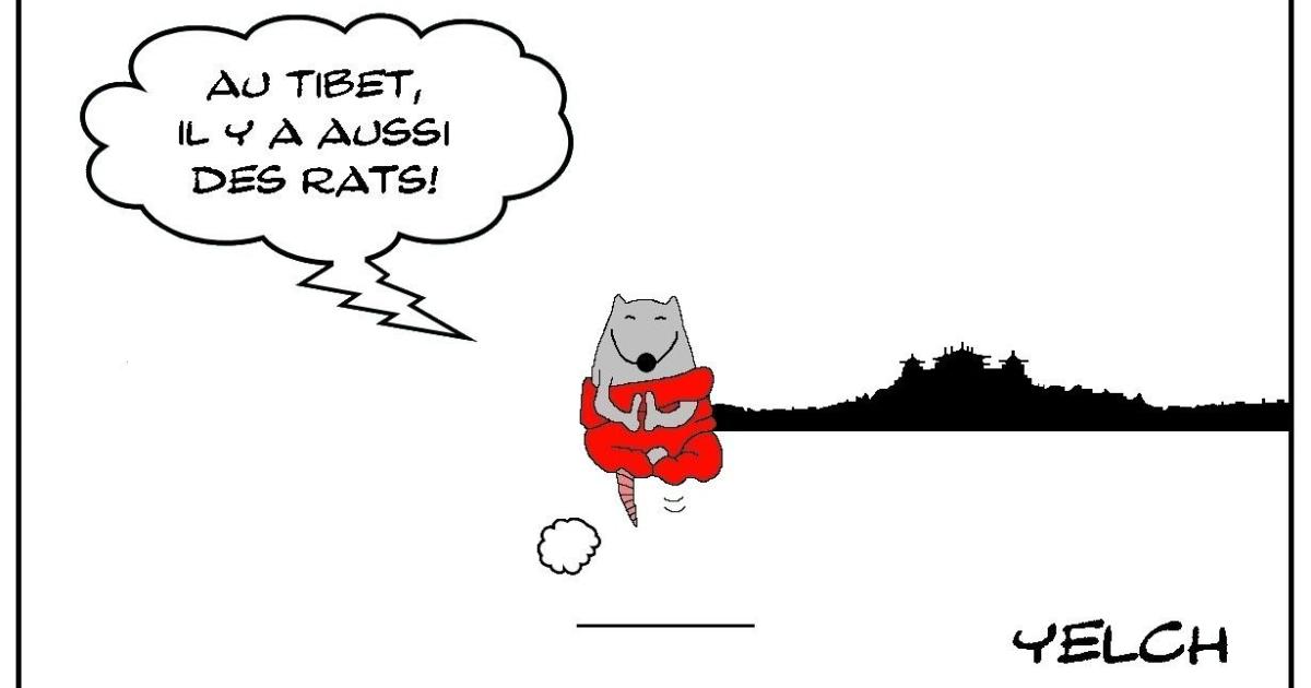 Rat du Tibet