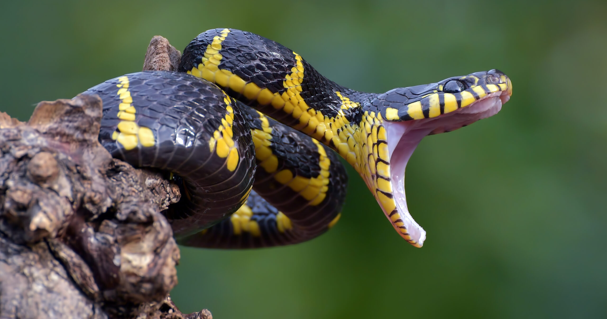 Aphorisme n° 19 : Le coup et le poison