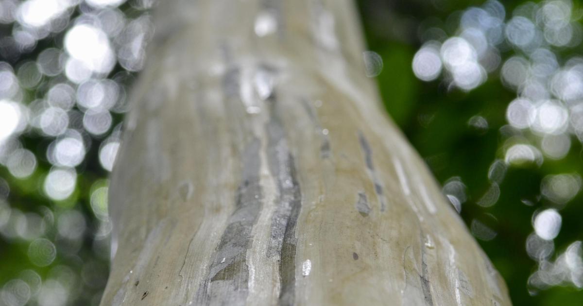 Arbres, Racines et vieilles Branches