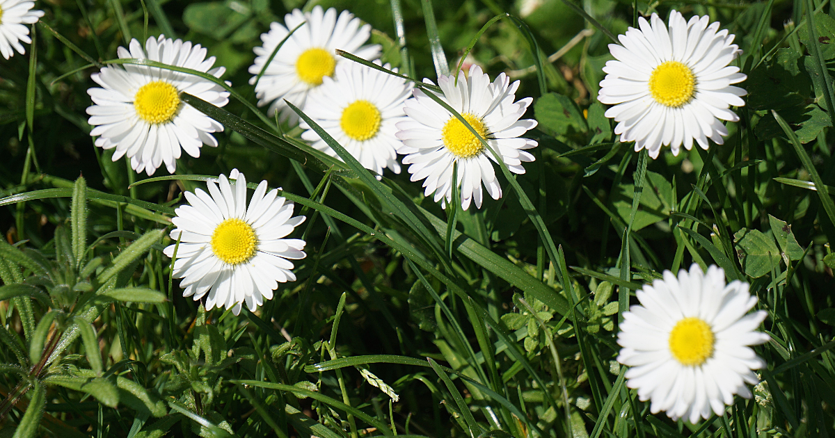 Ritournelle