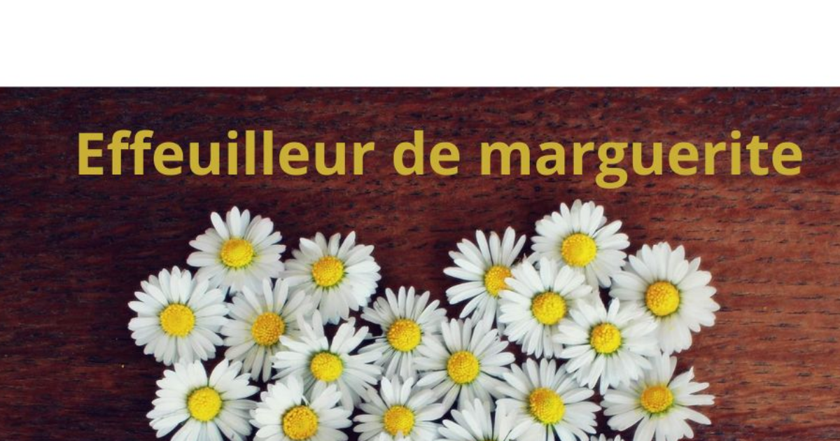 Effeuilleur de marguerite - Challenge Hebdo