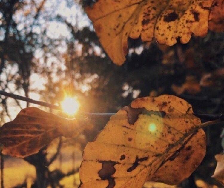 Feuille d'or