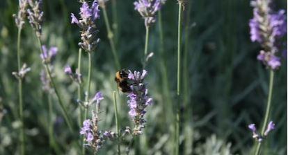 Ma face inconnue pour toi