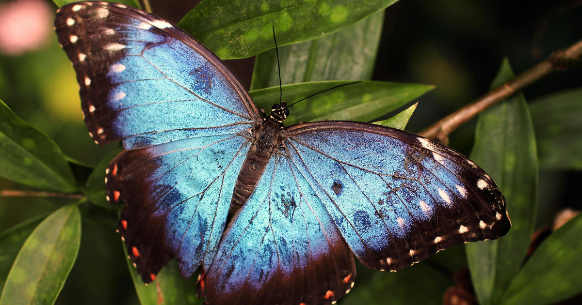 Les papillons