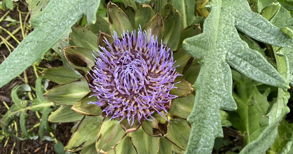 Le jardin du 5 Novembre