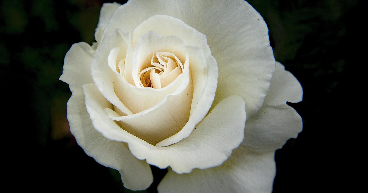 Rose blanche