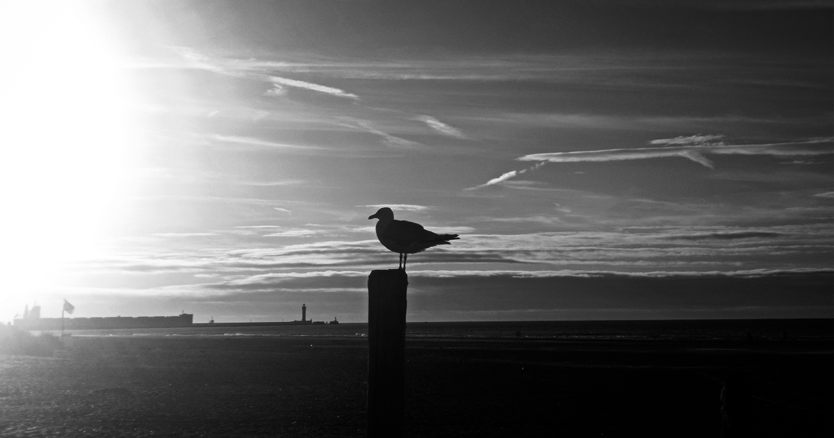 Mouette