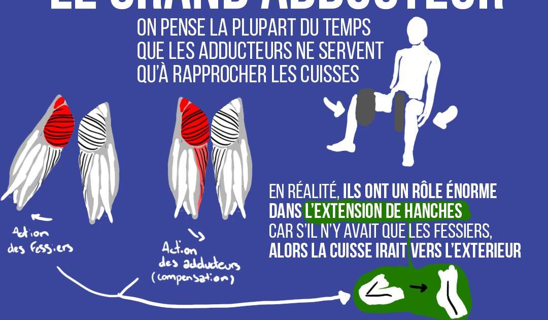 Ces muscles méconnus : le grand adducteur