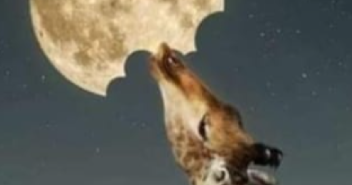 La langue des oiseaux comme fondement de la symbolique alchimique