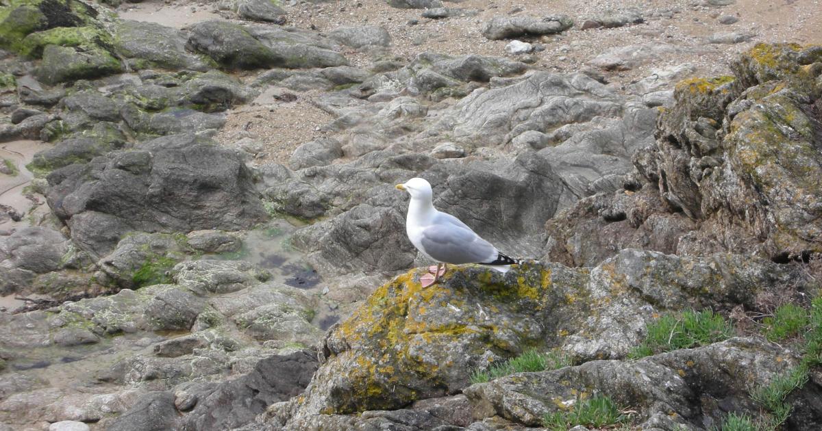 Les silences de Cherbourg