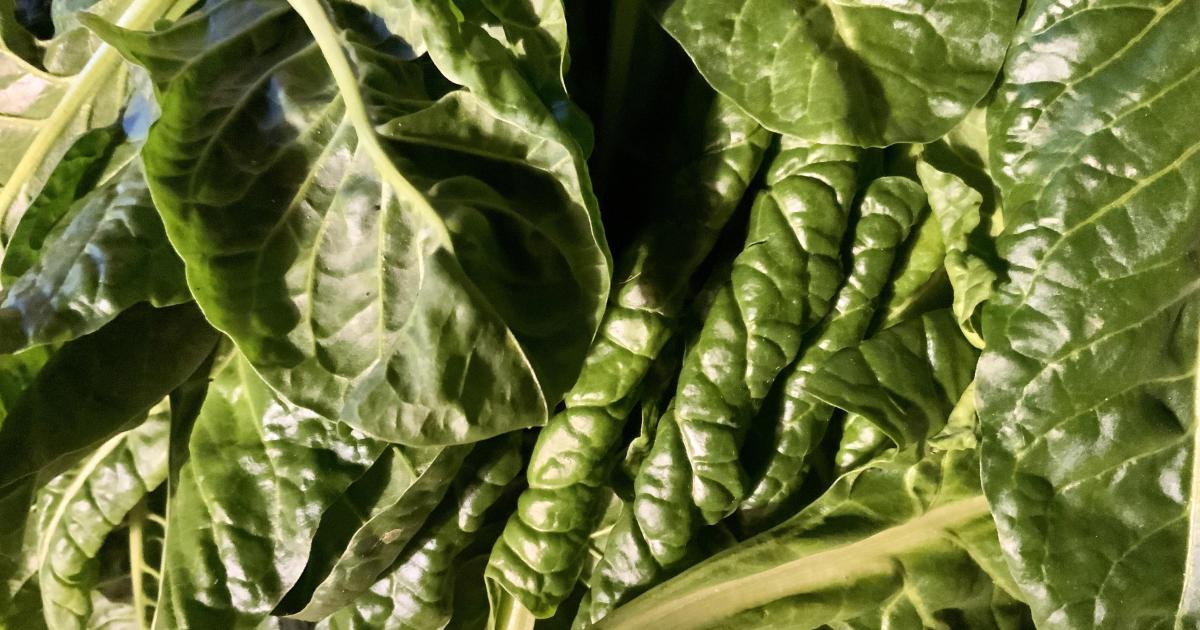 Le jardin vert du 22 Octobre