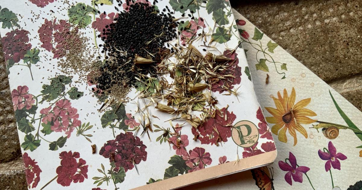 Le jardin de graines du 21 Octobre