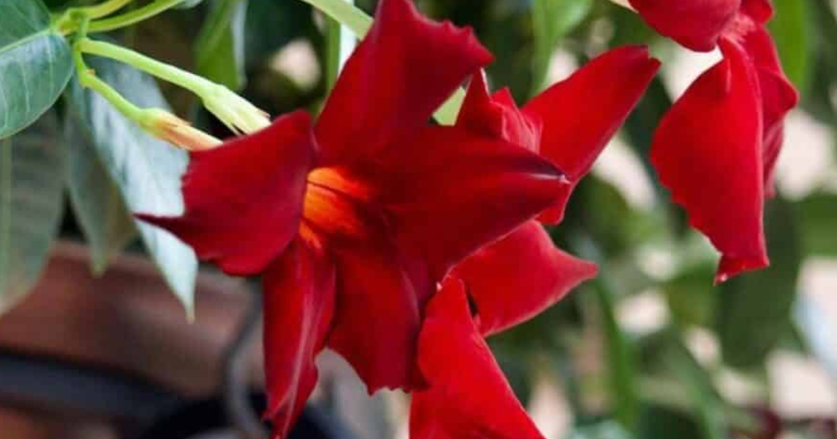 Rouge sombre (poème d'été pour hiver morose)