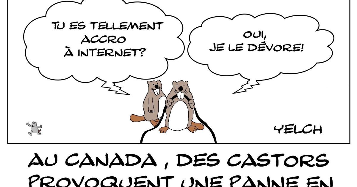 Castors fans d'internet
