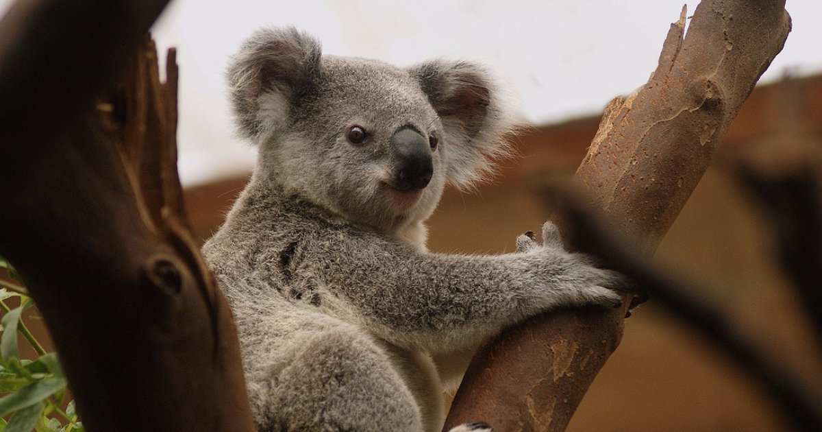 Les koalas sont des pervers polygames