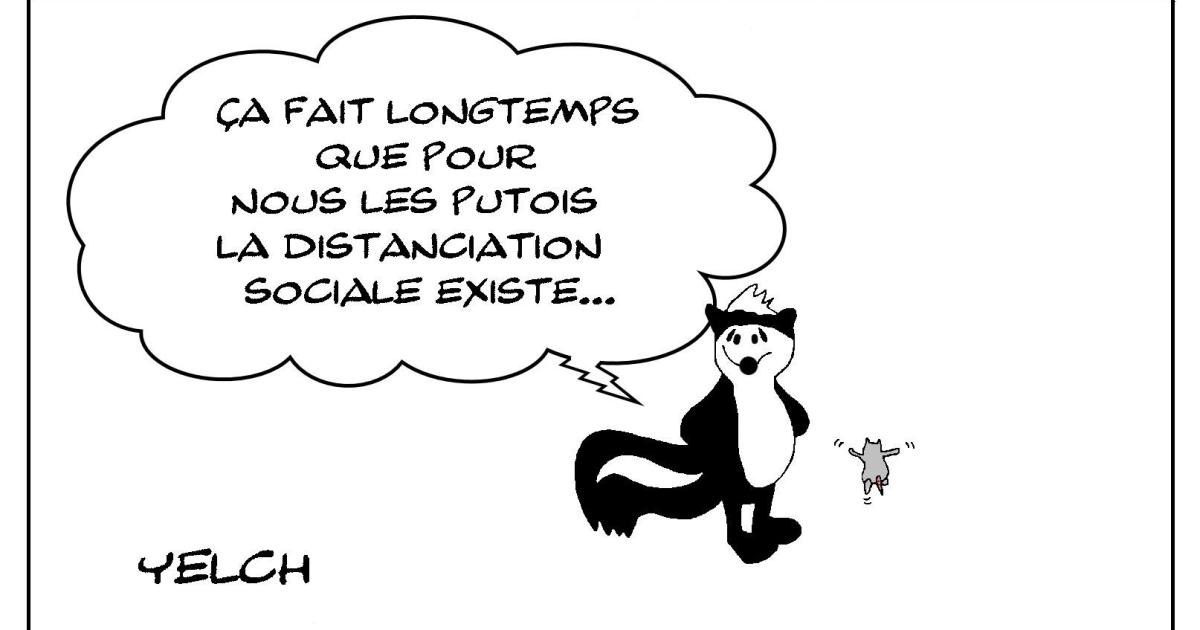 les putois s'y connaissent en distanciation sociale
