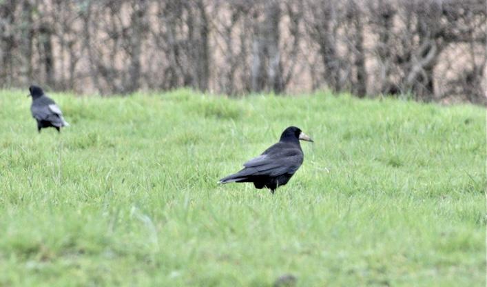 Parole de corbeau
