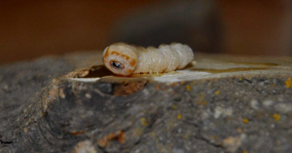 La larve du Capricorne