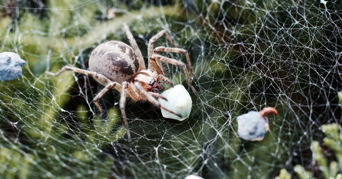 LinkTober2025 : Tisser