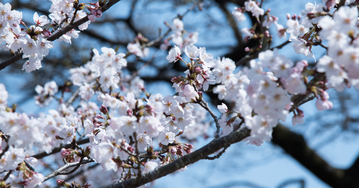 Le rêve et la dame en noir.