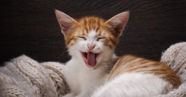 "Dans mon dico à moi...", fin de chat pitre !