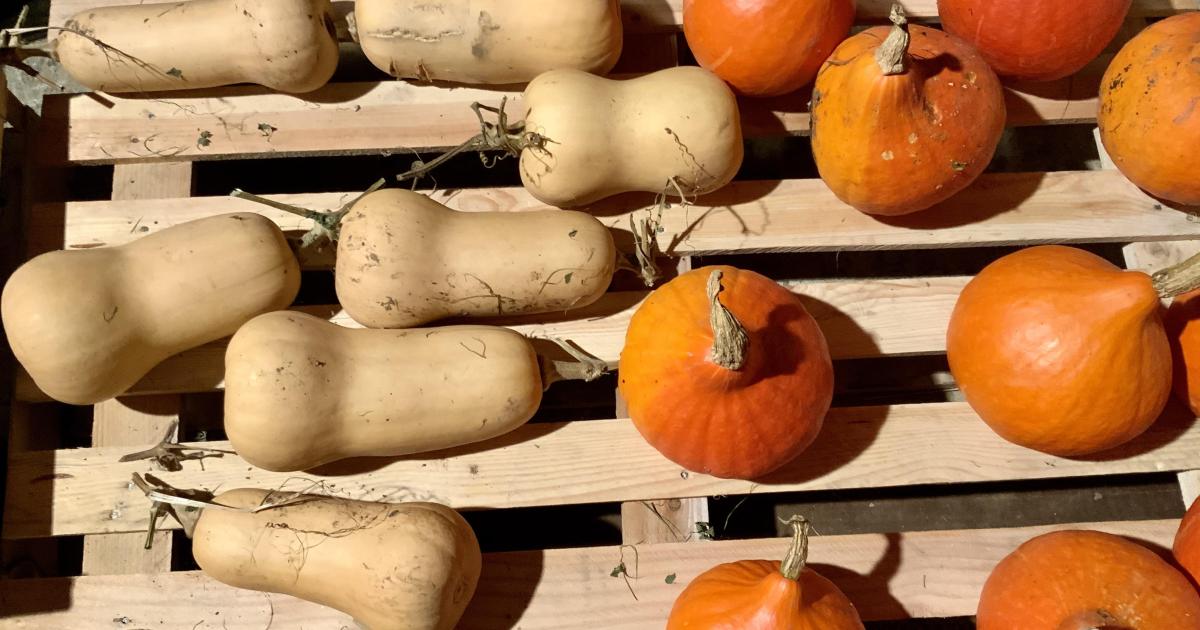 Le jardin gourmand du 16 Novembre