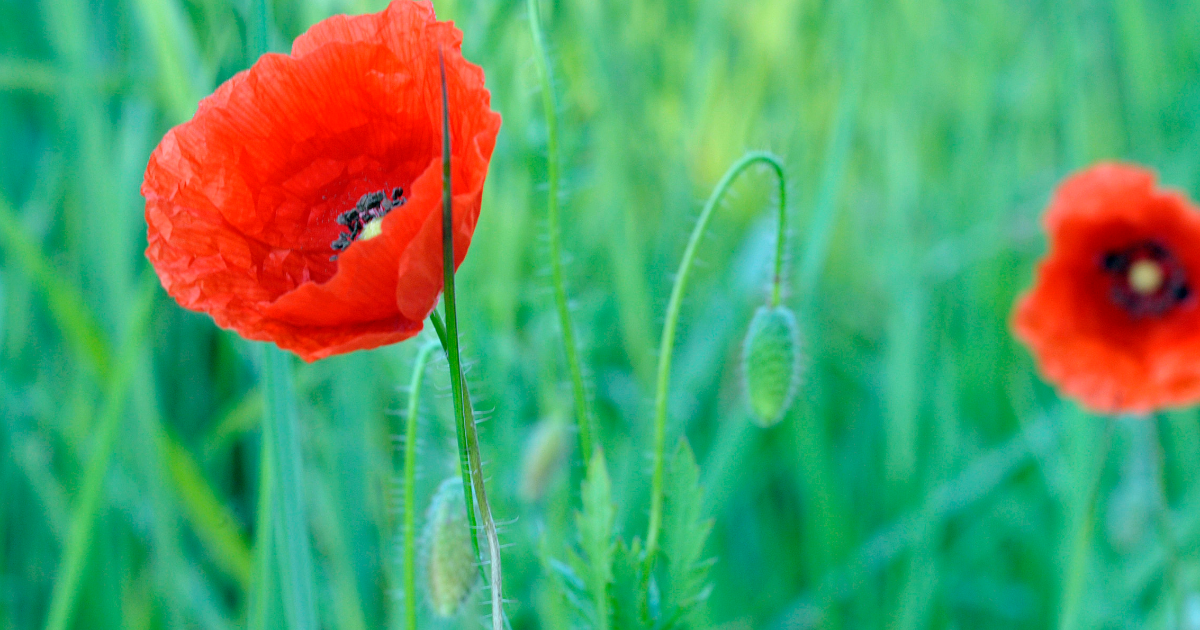 Mini expo photo 15 : Gentil coquelicot