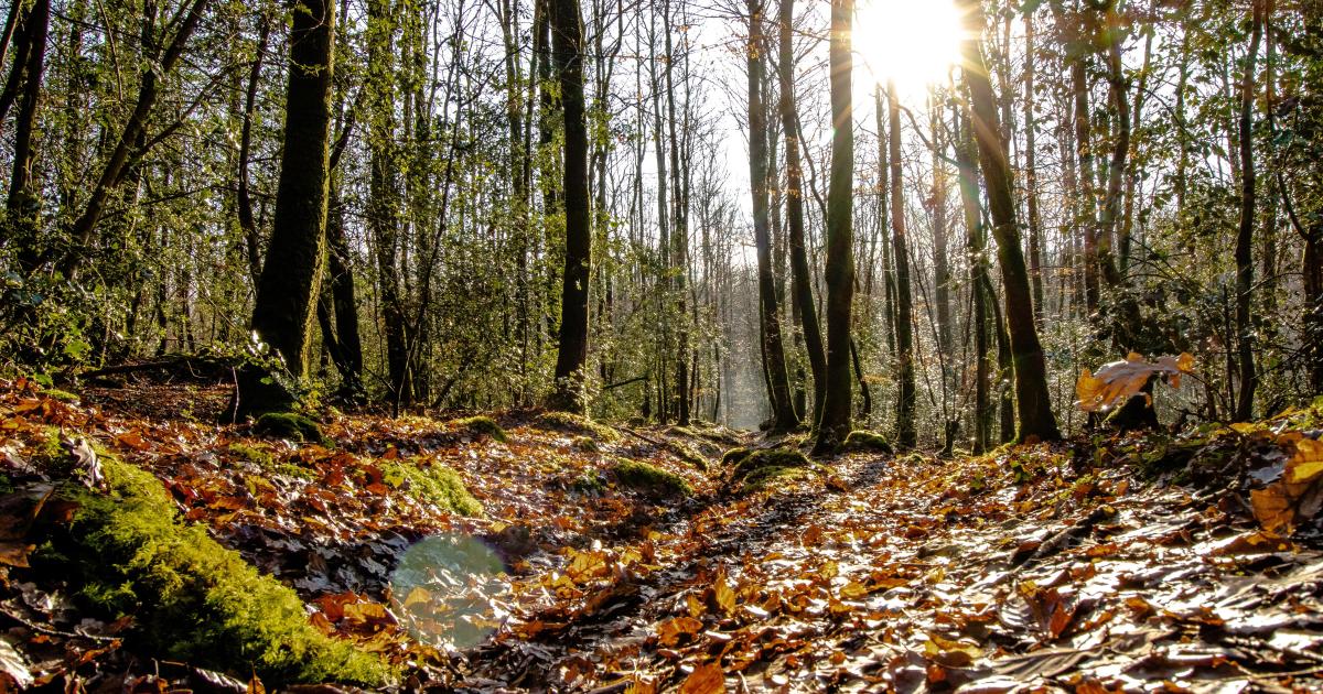 Honneur et humilité