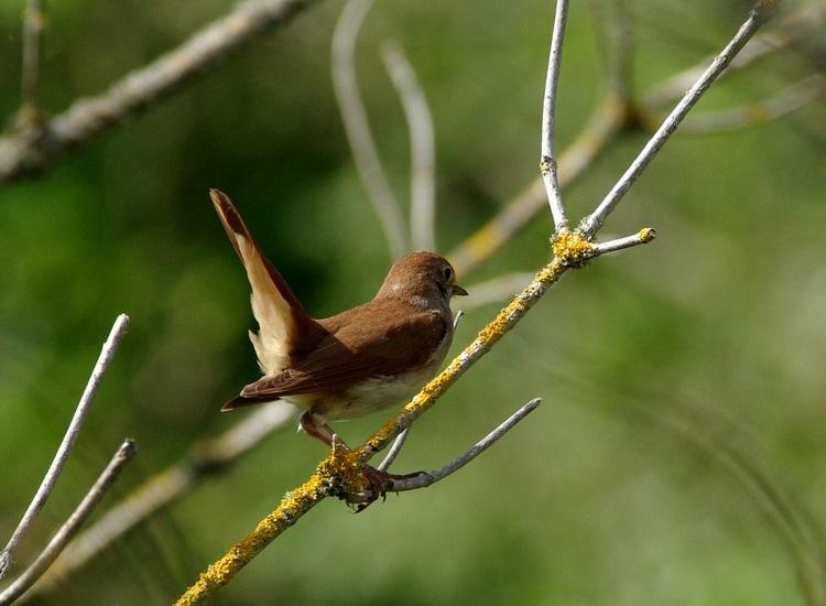 les rossignols sont de retour