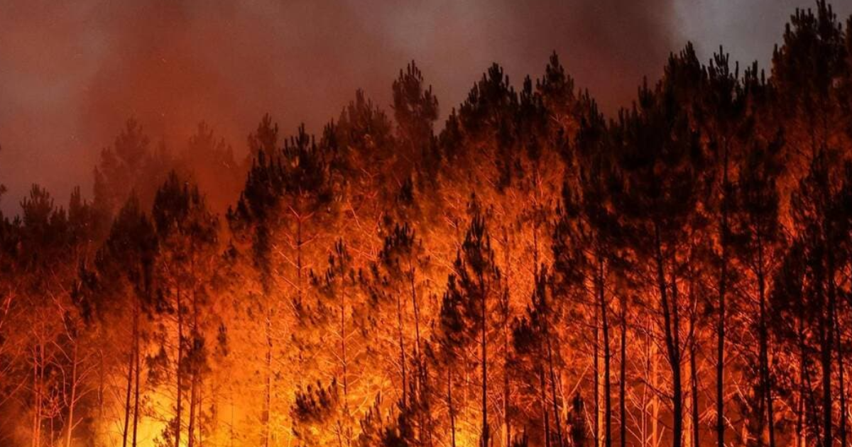 Renaître de ses cendres