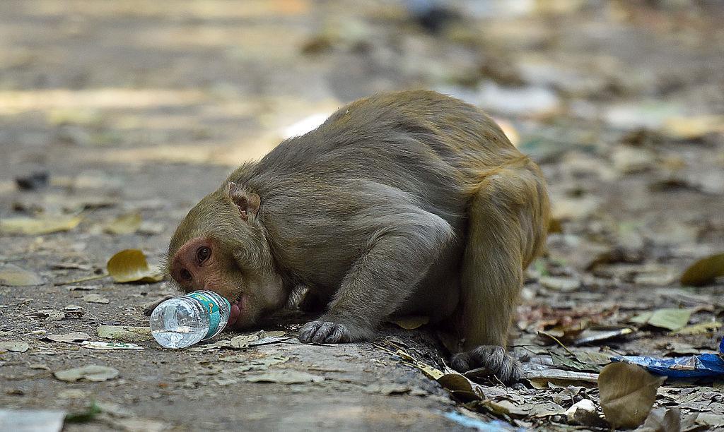 MONKEYS CONSPIRACY SCANDAL (liars, impostors, and States Corruption)