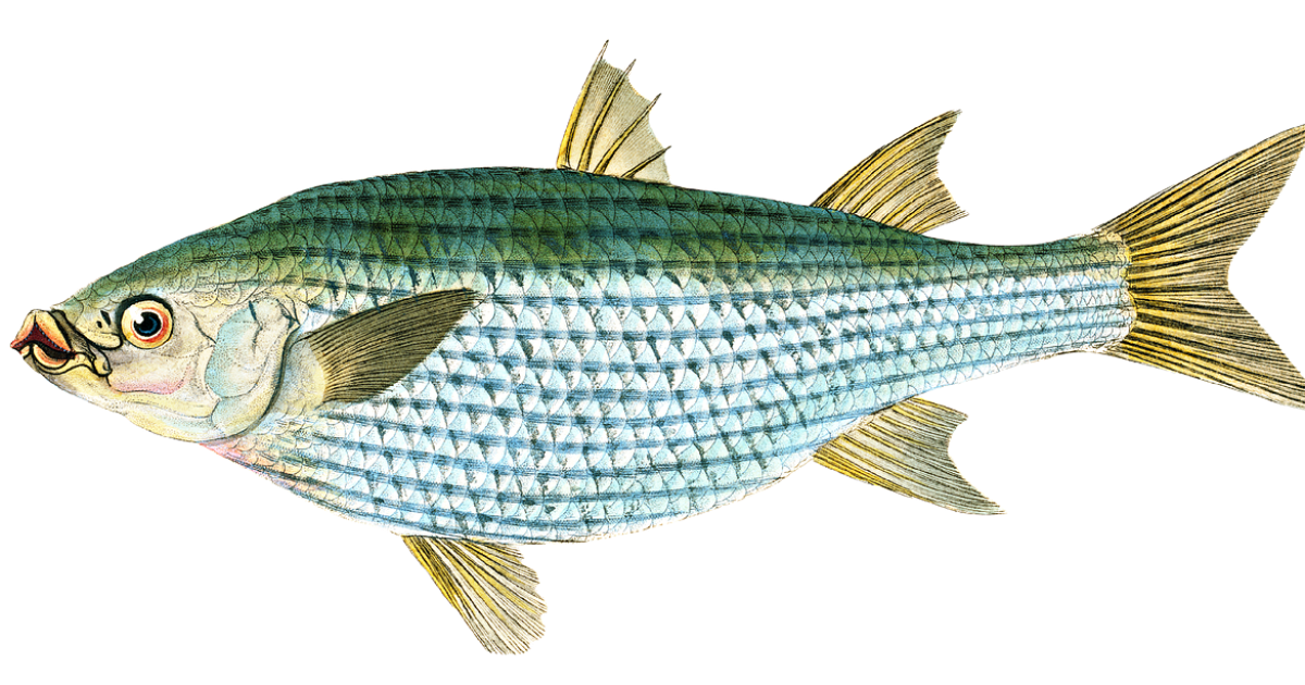 Poisson
