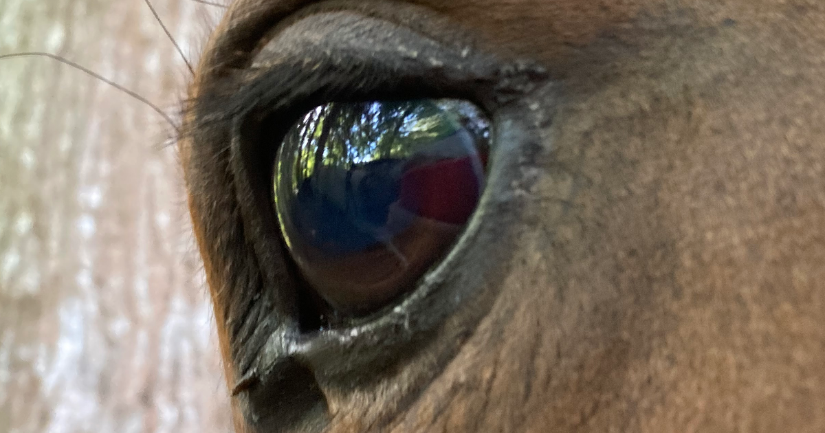 Un si doux regard