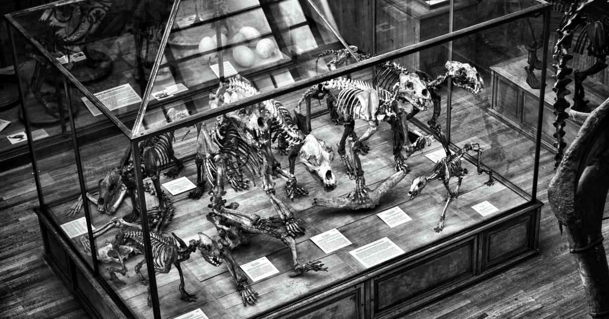 Travail photographique : Dinosaures