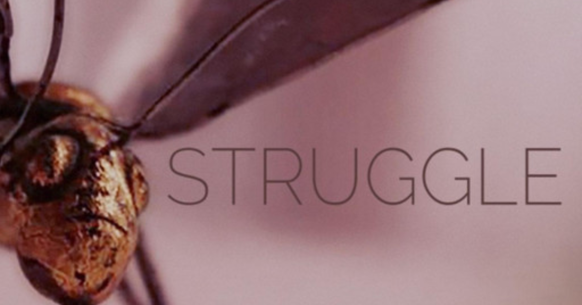 Struggle - A. Sammarini