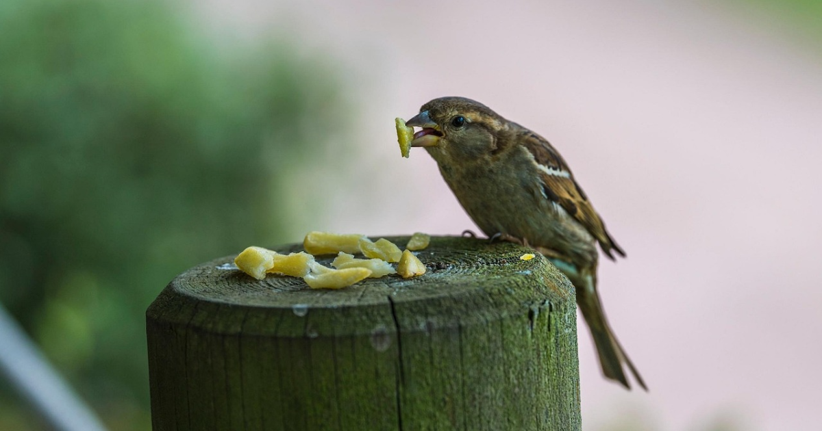Muki : Gaffe ( LinkTober2025) et paf