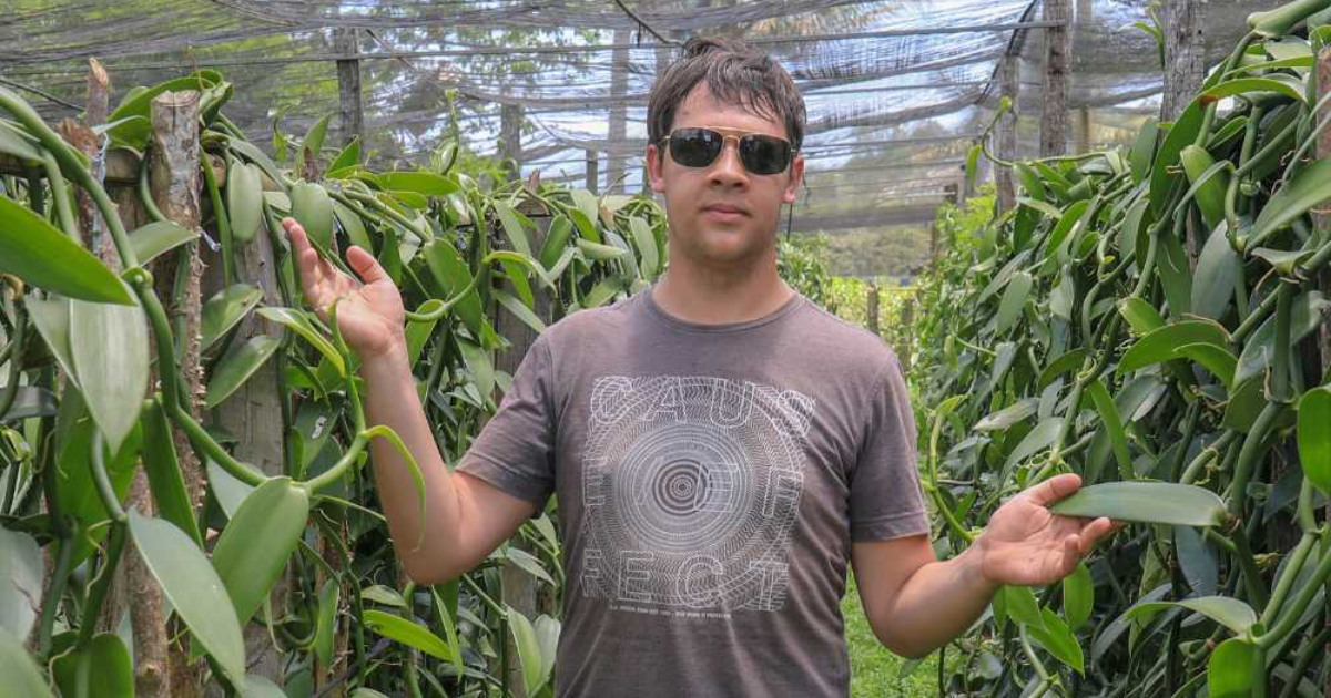 Étude sur les Effets de la Scarification Chimique et de la Concentration d'Azote sur la Germination et le Développement In Vitro de Vanilla planifolia