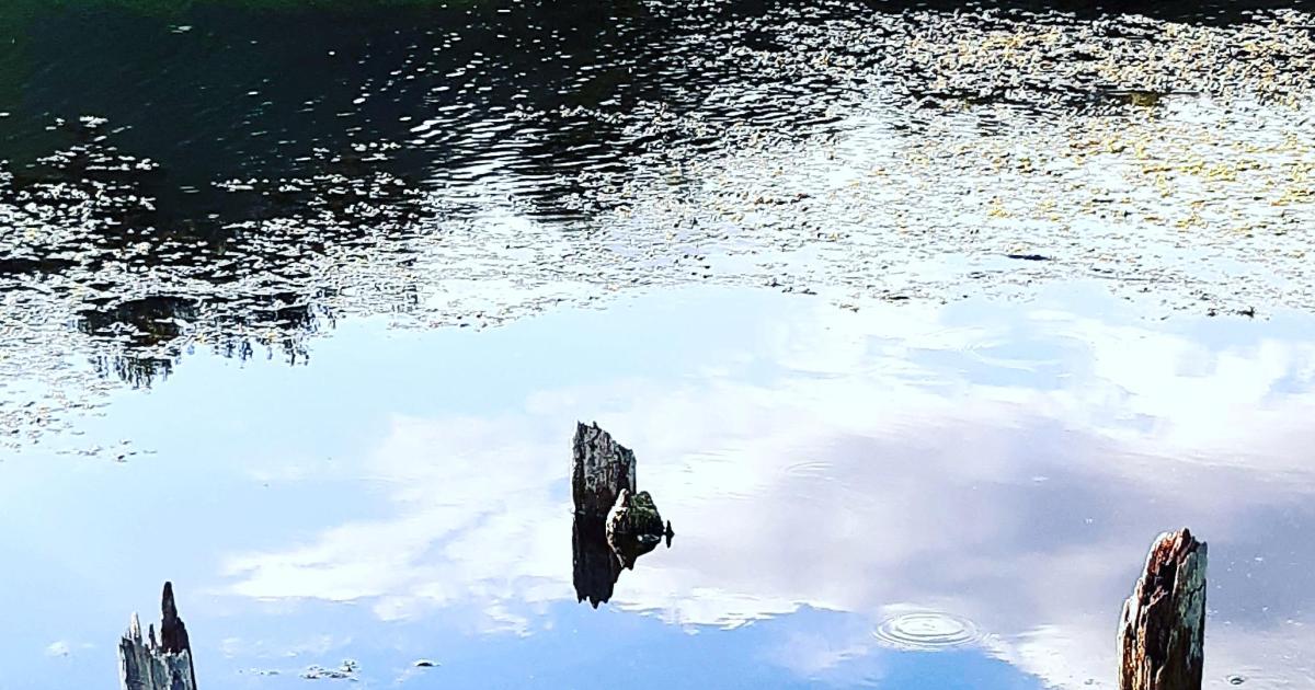 Le Live écosystémique