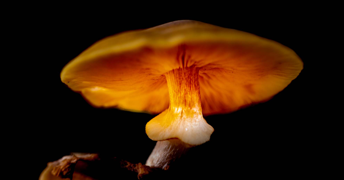 Lueur Enchantée d'un Champignon Orange