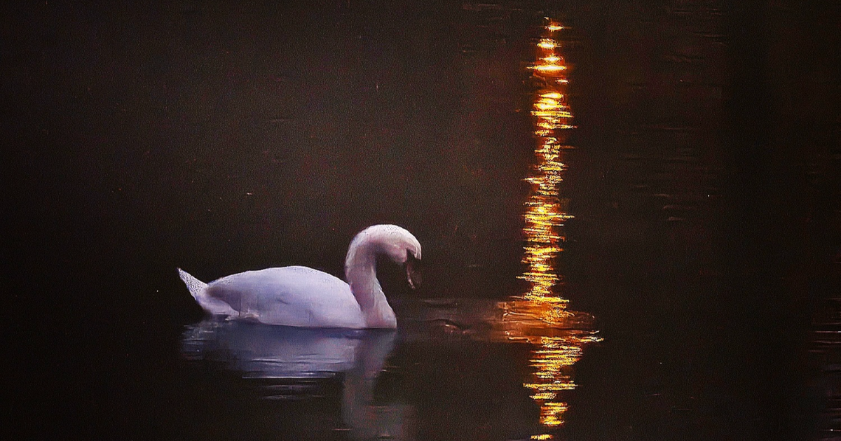 Sous le regard du cygne