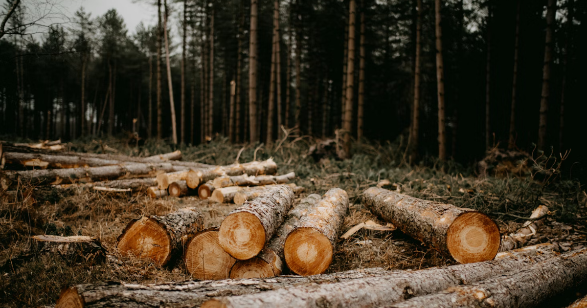 Déforestation