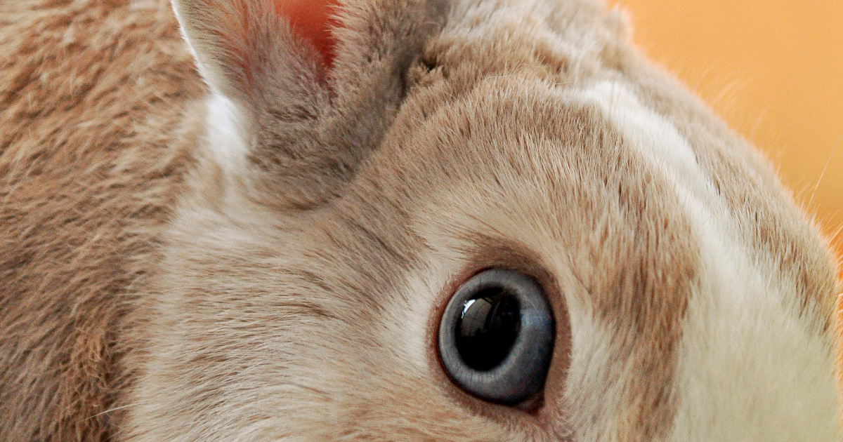 🐰 Lundi ordinaire