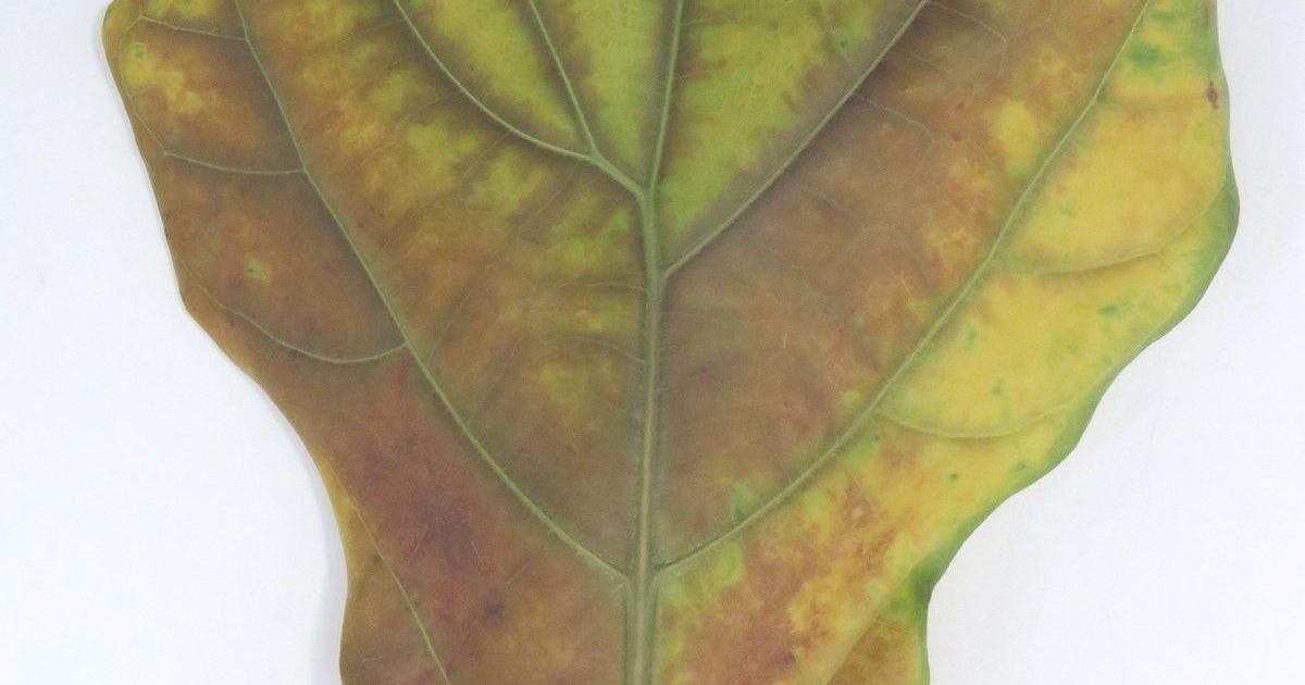 De loin - 2020 - (titre et photo Jeanne)