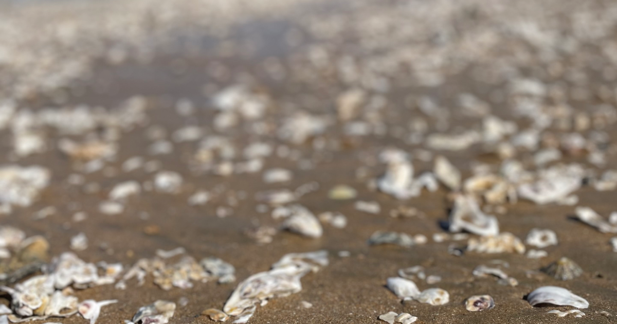 Les mots, nos coquillages