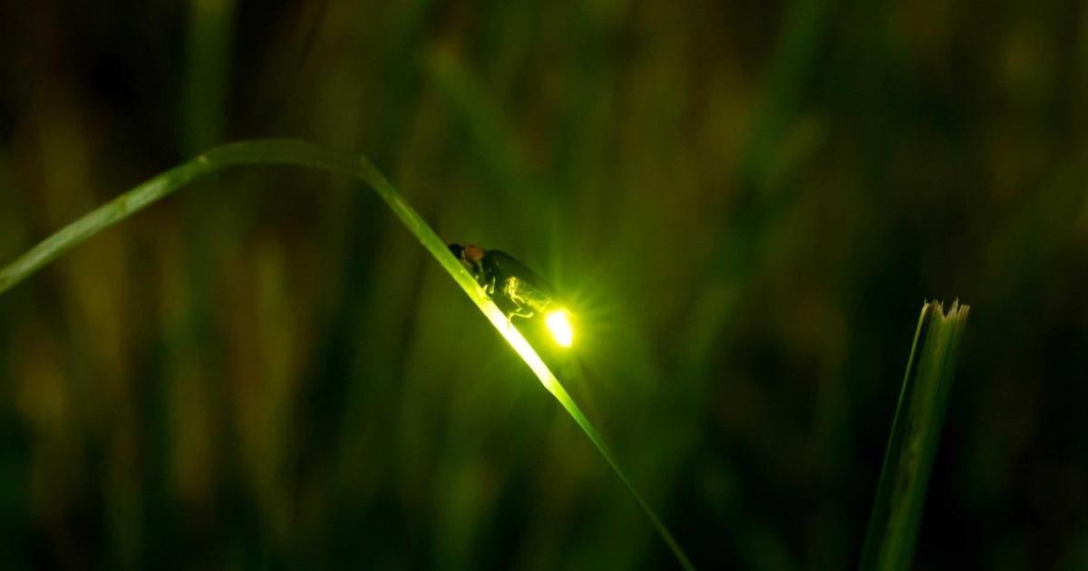 Écrire un texte avec les mots suivants :Justice, kaolin, luciole, magma, nostalgie, olympique, pantoufles, rosaire.