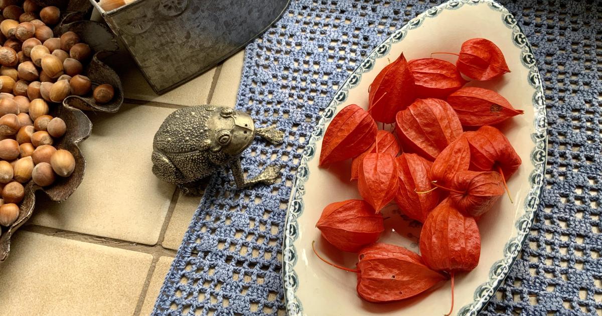 l'Alkékenge au jardin le 13 Octobre