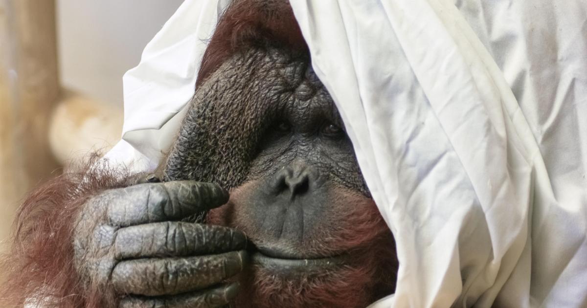 Inspirant ! Ils sauvent les derniers orangs-outans