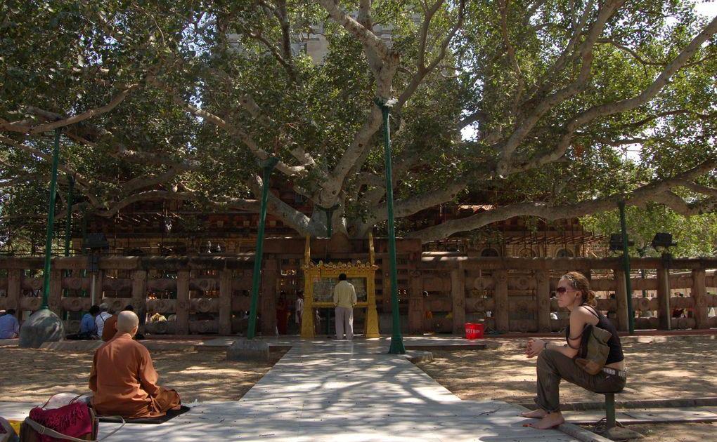 Sur les traces du Bouddha